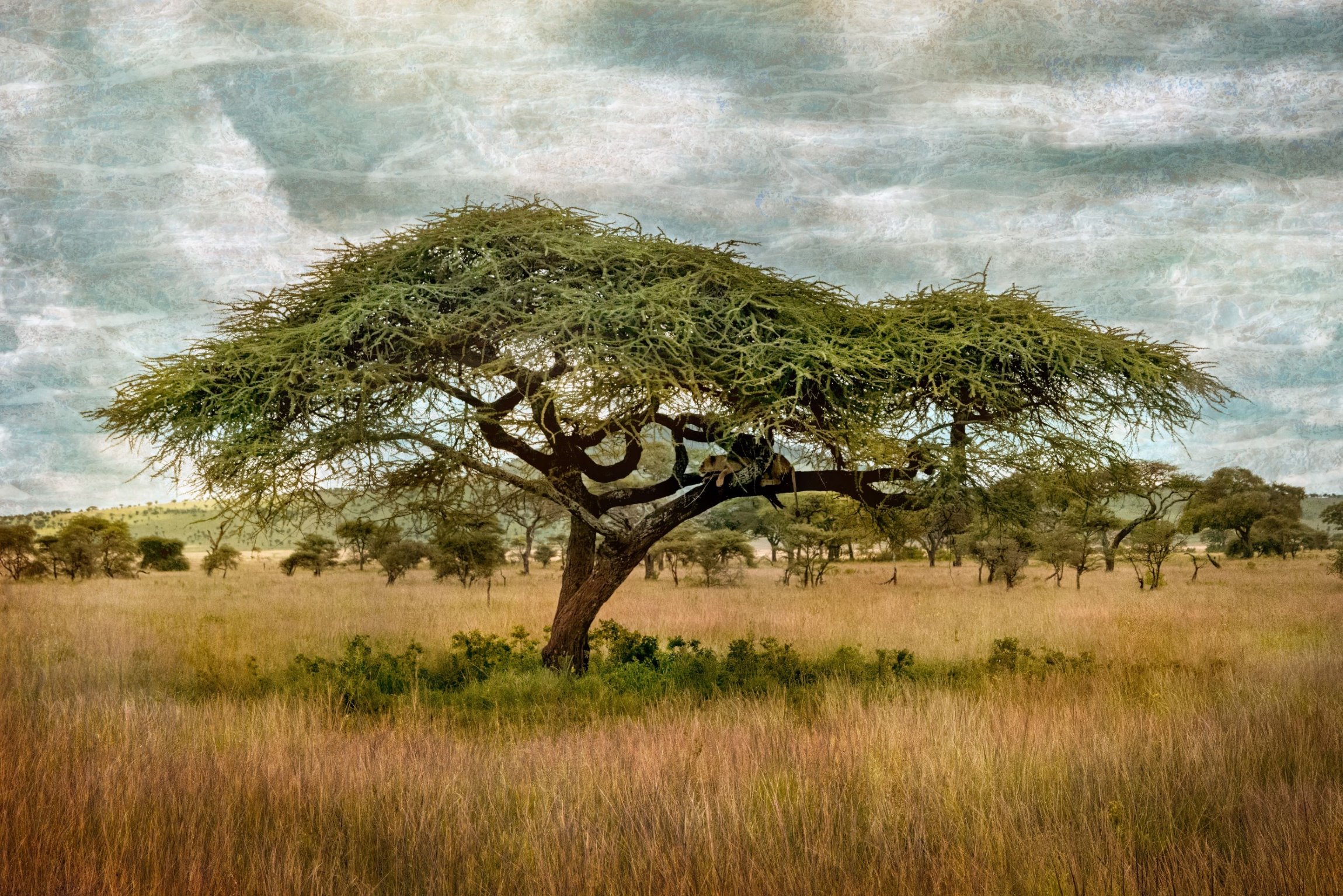 Acacia of Serengeti